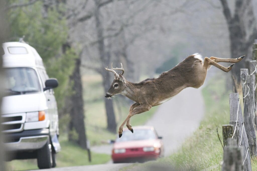 what to do when you hit a deer in georgia, photo of a dear jumping across a road with cars driving on it