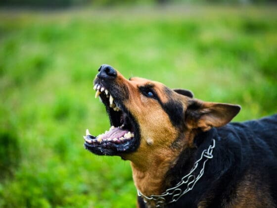 Dog Bite Levels Explained Using The Dunbar Scale